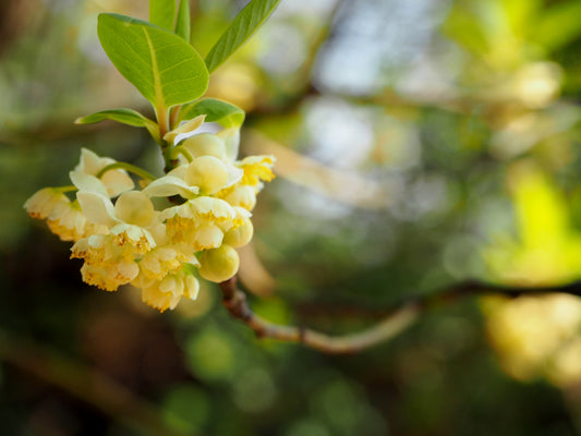 メイチャン（シトラール）の鎮静作用